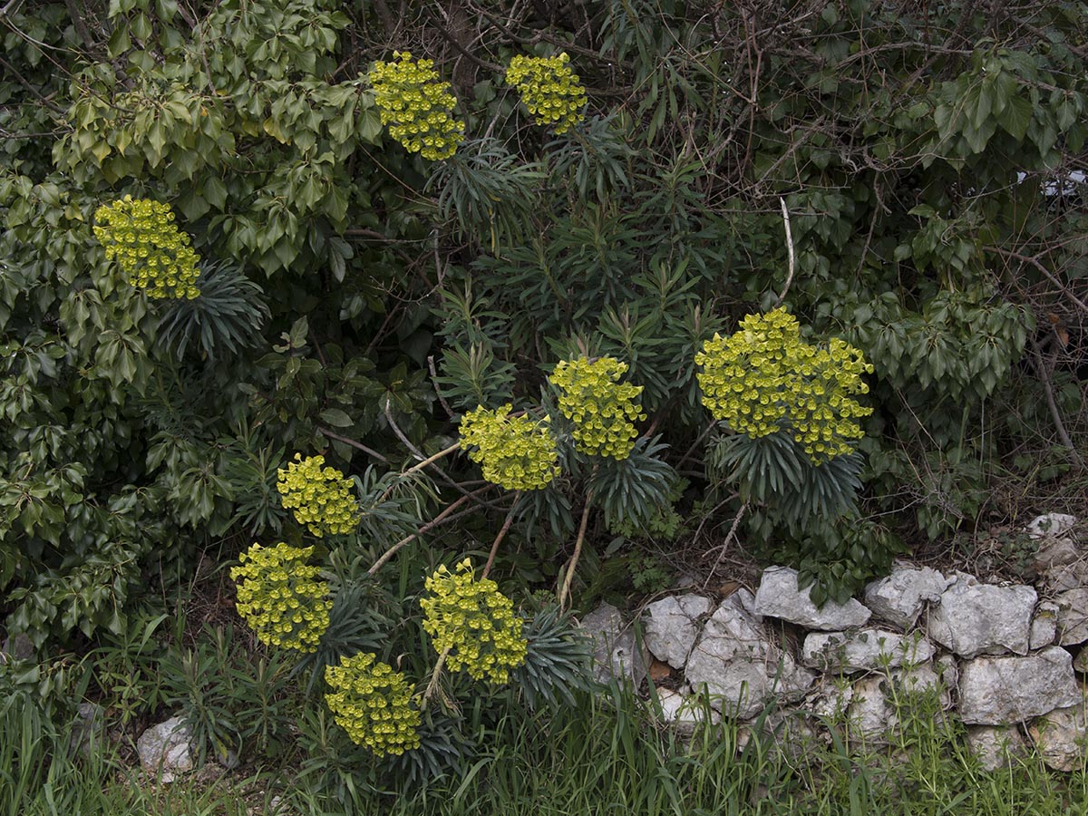 Euphorbia wulfenii